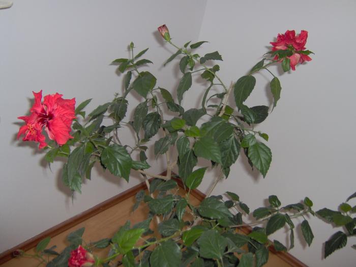 Picture 018 - hibiscusi