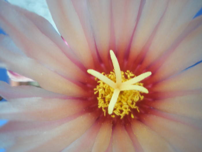 Astrophytum asterias - floare - Astrophytum