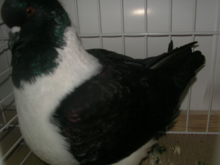 SANY0226 - poze expo 2009