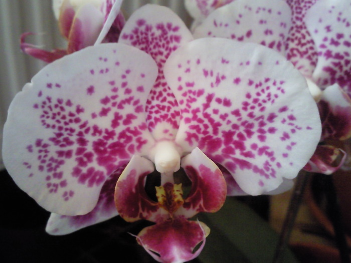 Photo0735 - orhidee