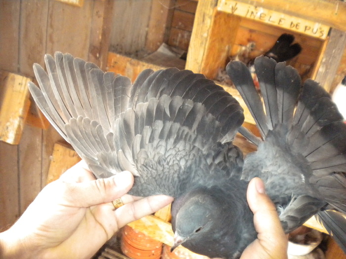 Picture 154 - Raicu 1