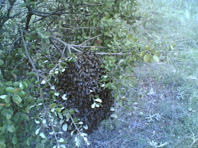 26022006(005) - apicultura