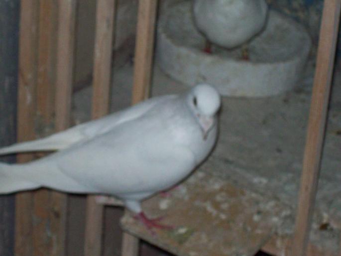100_2782 - porumbei albi-nunti si ornament