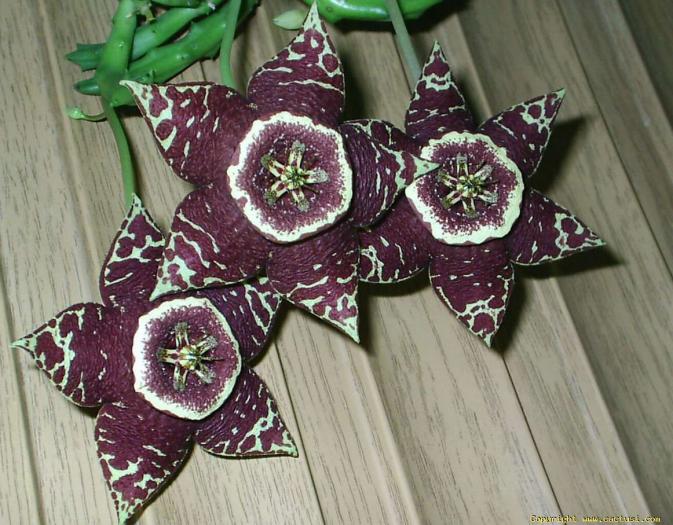 stapelia_variegata
