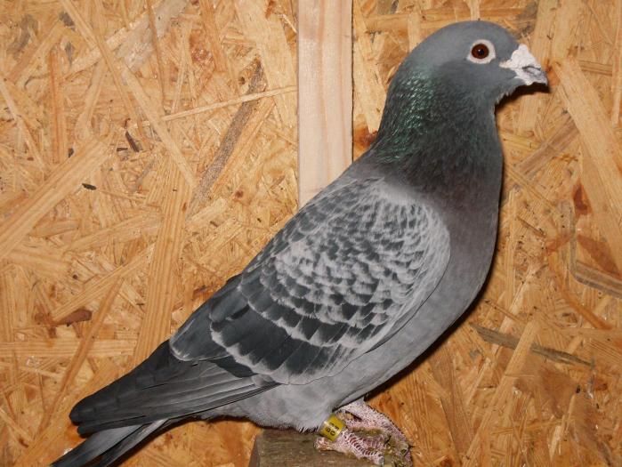 HPIM2215 - porumbei 2009