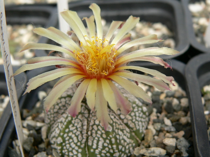 astrophytum_cv.Snowhite Jassena - genul Astrophytum