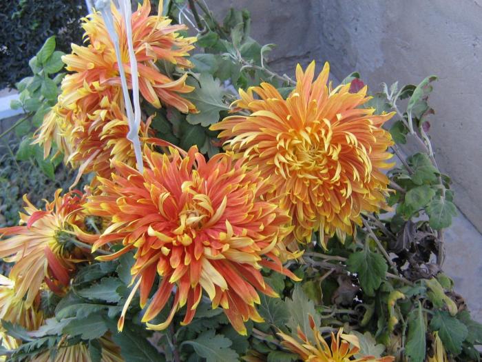 picture 606 - crizanteme  2008