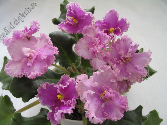 Saintpaulia Rosie Ruffles 8 - VIOLETE AFRICANE  - Saintpaulia