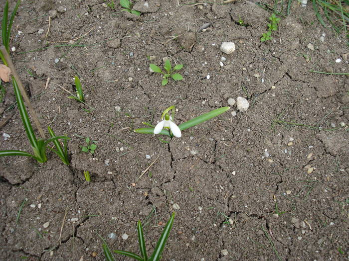 Snowdrop (2009, March 24)