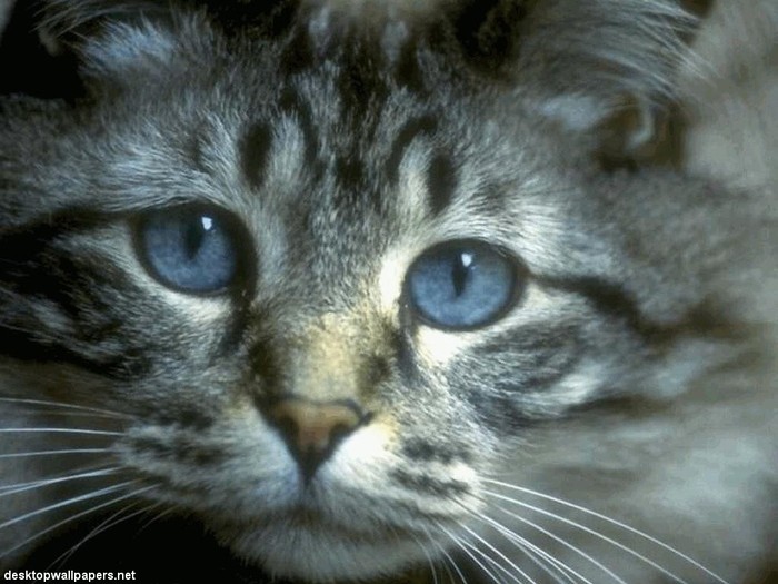 cat03_1024x768 - Animale