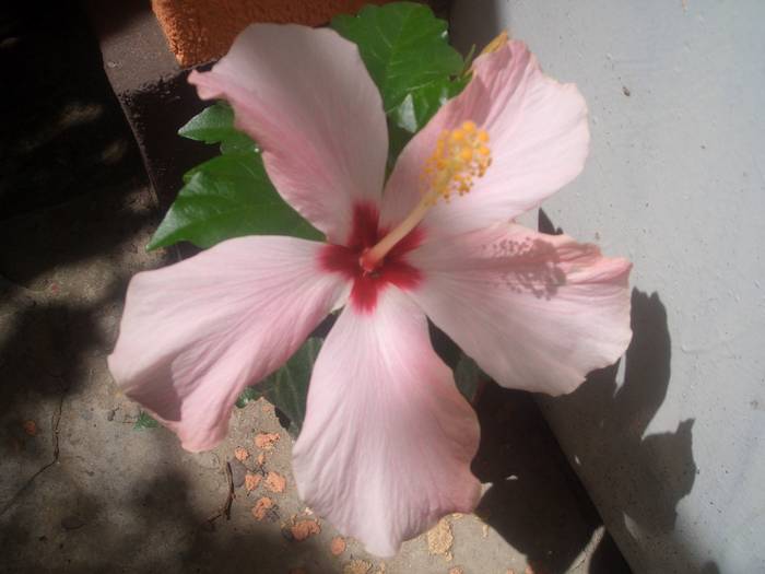 hibi - hibiscusi