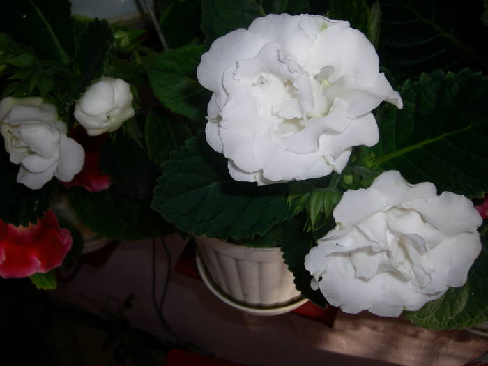 Gloxinie alb dublu