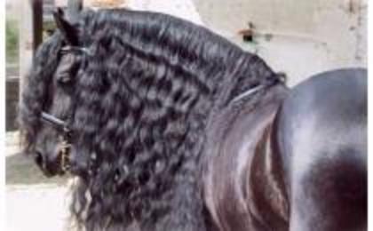 belle horse
