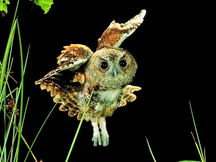webshots362 - Animale