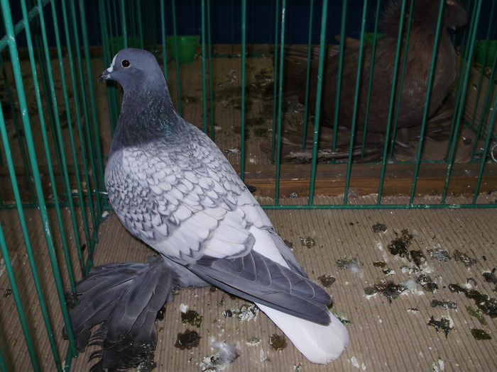 9517 cc 1 - 1507 partea 4