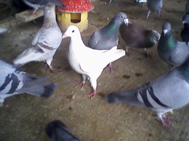 Fotografii-0011 - Porumbeii mei calatori