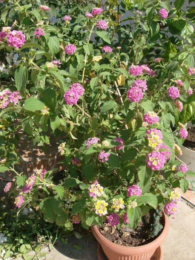 Lantana - Septembrie 2010