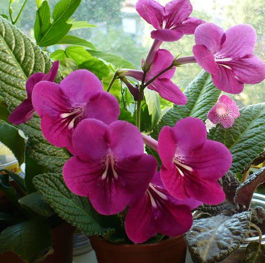 P1130434 - STREPTOCARPUSI