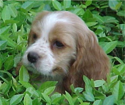 cocker spaniel