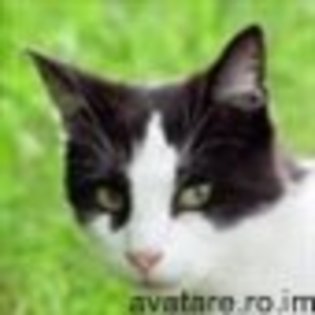 animale__avatare-cu-pisicute-31_jpg_85_cw85_ch85 - PISICUTE