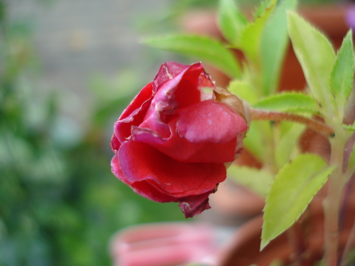Red Flower (2009, September 12)