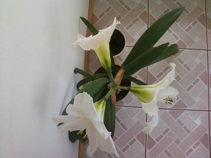 Copy of Fotografii-0026