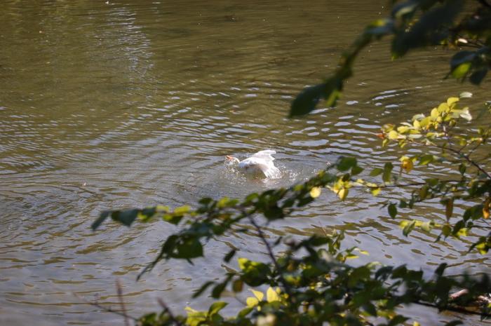 DSC_0252_resize - Bois de coulogne