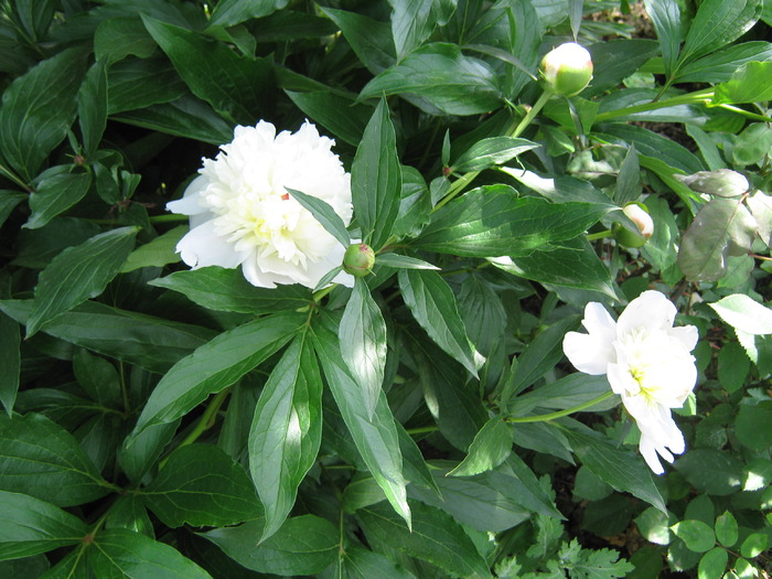 bujori albi - flori din gradina 2009