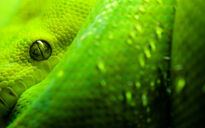 01864_moreliaviridis_1440x900