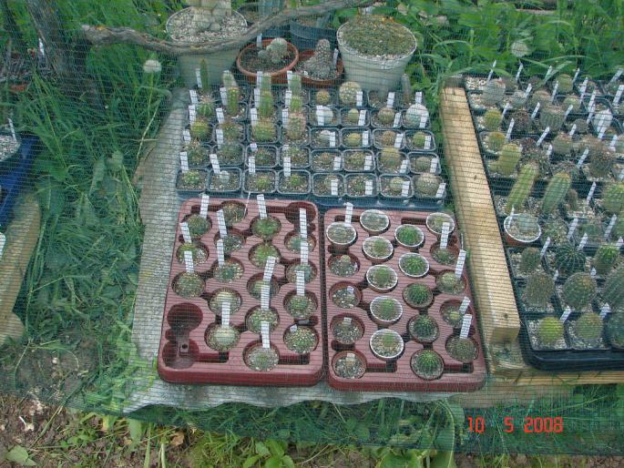 Grup plante