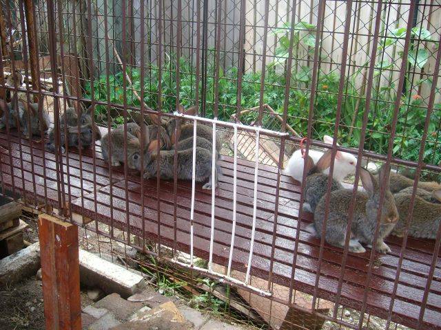 ALIM0450 - 5 Primele pasari cu care am inceput