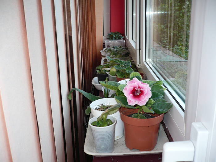 flori 19.05.2009 031 - Flori