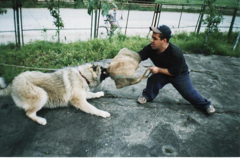 ciobanesc caucazian-nysa