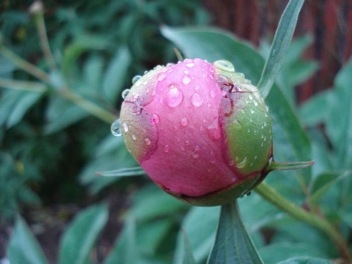 Chinese Peony (2009, May 11) - BUJORI_Peony Paeonia