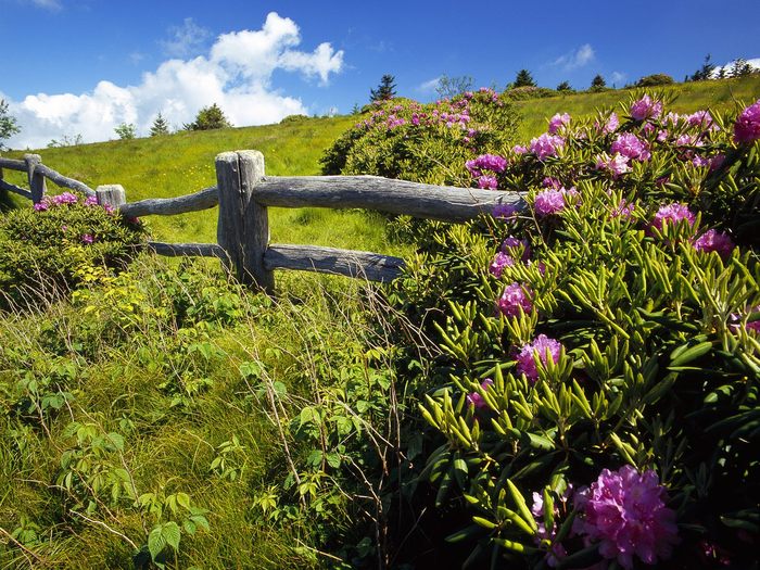 Rhododendrons, Carver's Gap, Roan Mountain, North Carolina