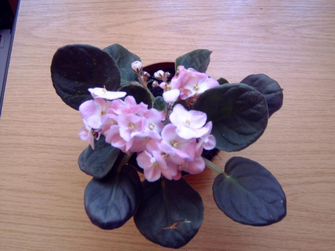 violeta 2 , roz cu alb - Plantele mele de interior
