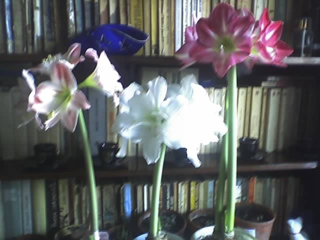 21-03-09_1716 - Flowers