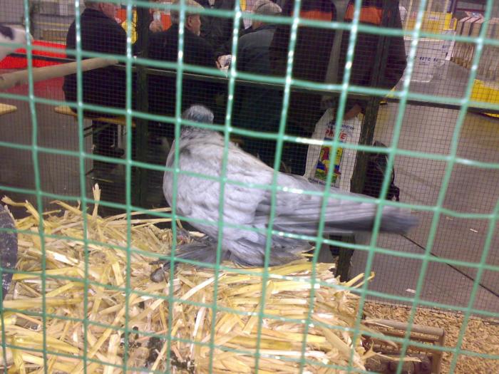 00000c voliera rus 5 - 1505 partea 9a