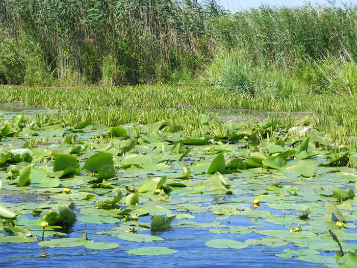 Picture 139 - Sulina Delta iulie 2009