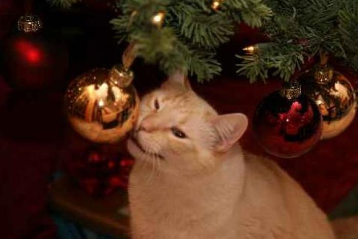 poze-pom-de-craciun-globuri-pisici - Catelusi si multe alte animale