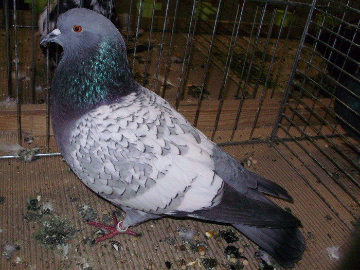 5222 c 0