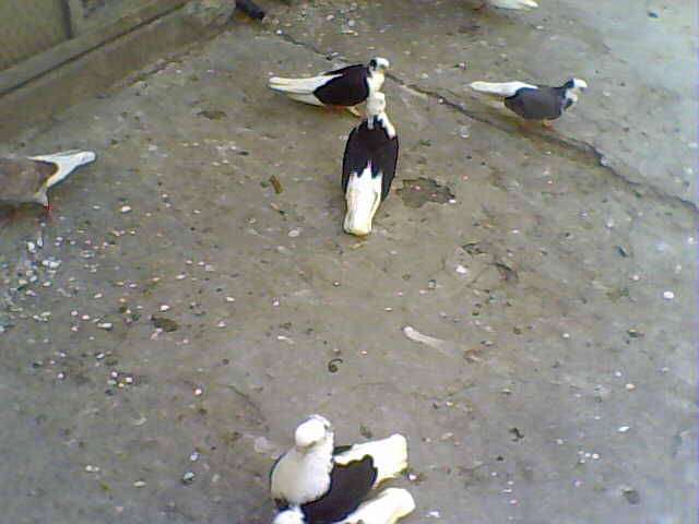 Sedat 003