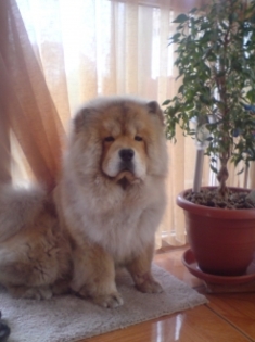 ciuli - Chow-chow