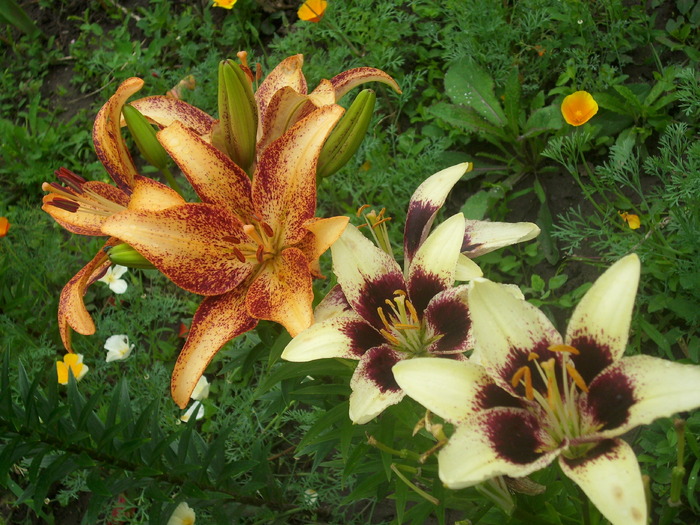 DSCI1110 - flori din gradina mea