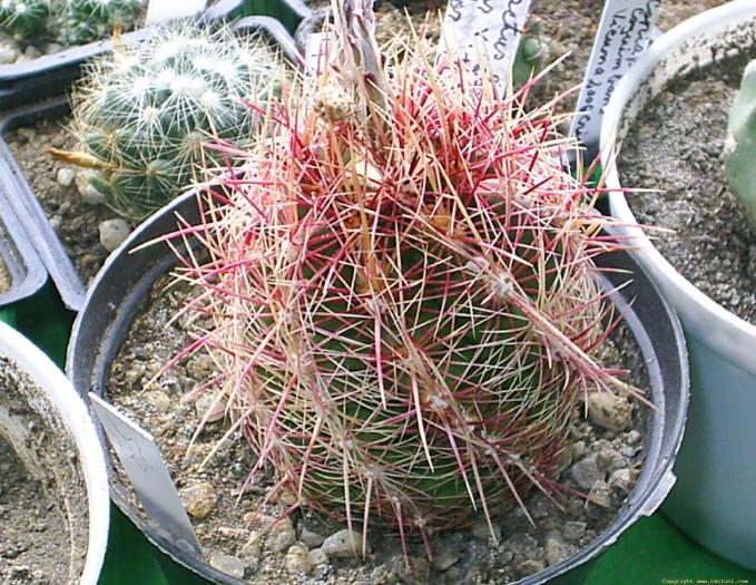 Thelocactus bicolor v tricolor