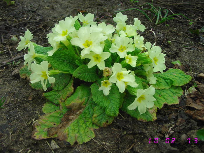 Primula de padure - Flori de Primavara