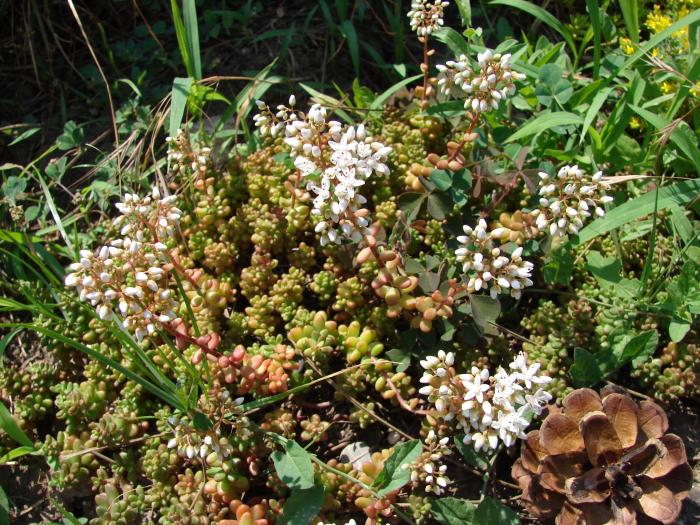 Sedum rubrotinctum