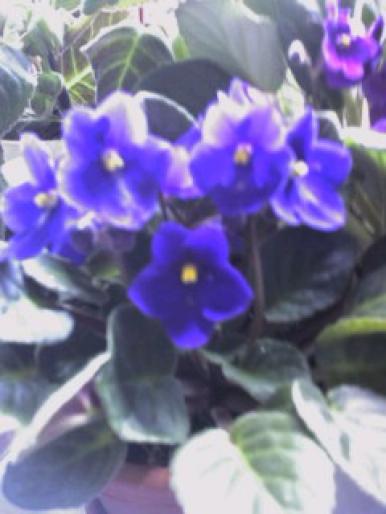 violeta albastra - flori de la birou 2008
