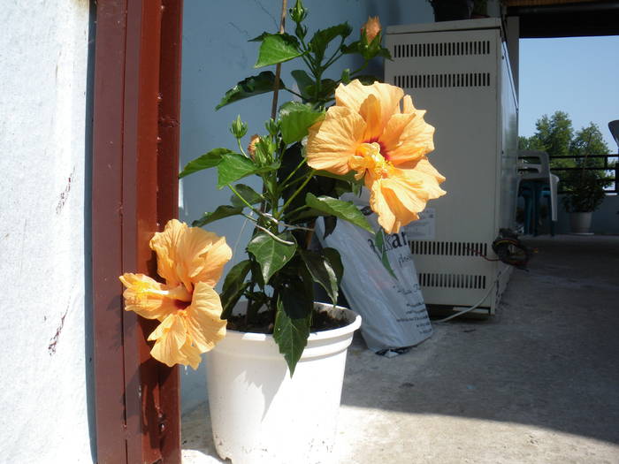 hibiscus portocaliu - hibiscusi