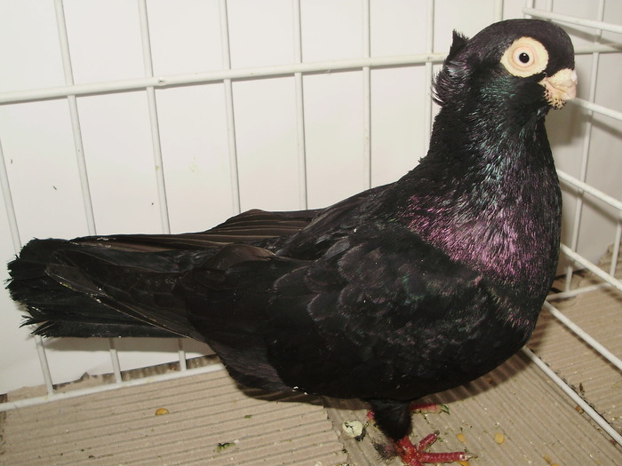 cta uni 10 - 1509 rom juc 1